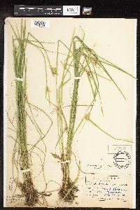 Carex sychnocephala image