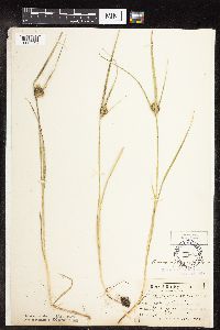 Carex sychnocephala image