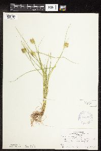 Carex sychnocephala image