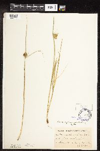 Carex sychnocephala image