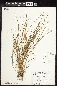 Carex sychnocephala image