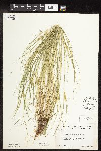 Carex sychnocephala image