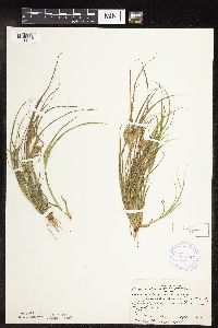 Carex sychnocephala image