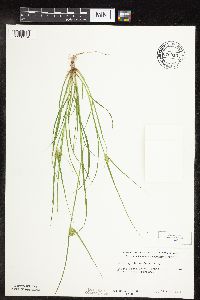 Carex sychnocephala image