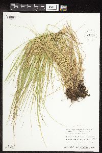 Carex sychnocephala image
