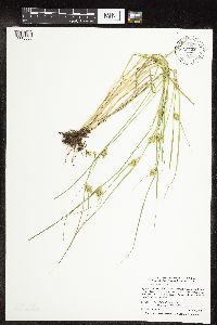 Carex sychnocephala image