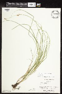 thumbnail image of current specimen