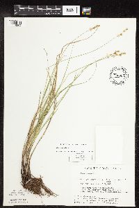 thumbnail image of current specimen