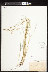 thumbnail image of current specimen