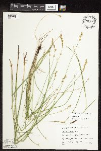 thumbnail image of current specimen