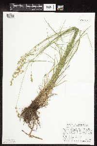 thumbnail image of current specimen