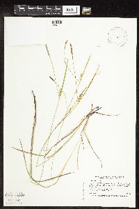 Carex tetanica image