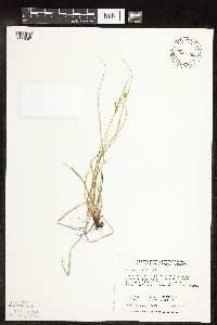 Carex tetanica image