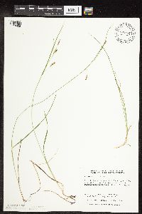 Carex tetanica image