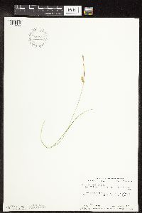 Carex tetanica image