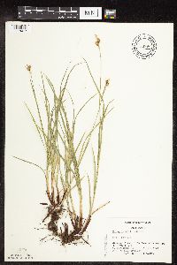 Carex torreyi image