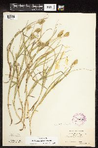 Carex tribuloides image