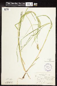 Carex tribuloides image