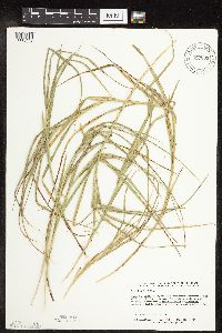 Carex tribuloides image