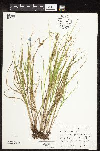 Carex tribuloides image