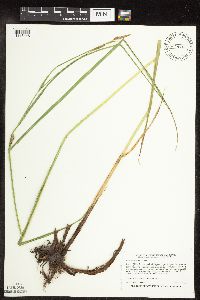 Carex trichocarpa image