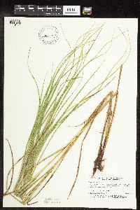 Carex trichocarpa image