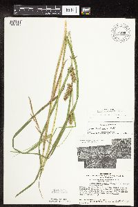 Carex trichocarpa image