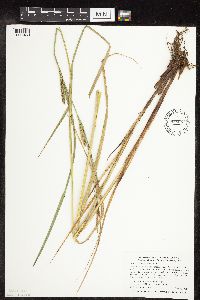 Carex trichocarpa image