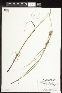 Carex tuckermanii image