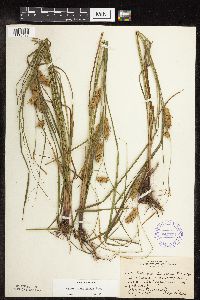 Carex tuckermanii image