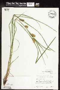 Carex tuckermanii image