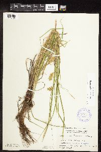 Carex tuckermanii image