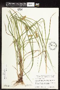 Carex tuckermanii image