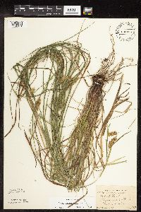 Carex tuckermanii image