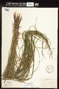 Carex tuckermanii image