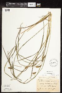 Carex tuckermanii image