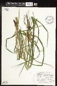 Media resource of Carex typhina