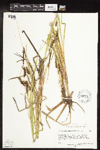 Carex utriculata image