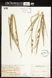 Carex utriculata image