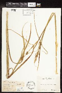 Carex utriculata image