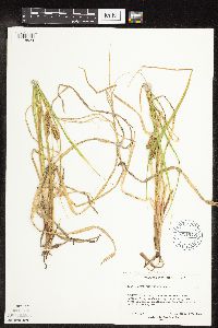 Carex utriculata image