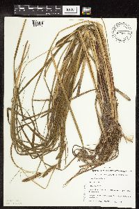 Carex utriculata image