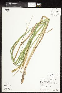 Carex utriculata image