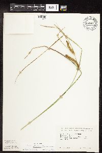 Carex utriculata image