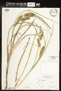 Carex utriculata image