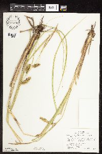 Carex utriculata image