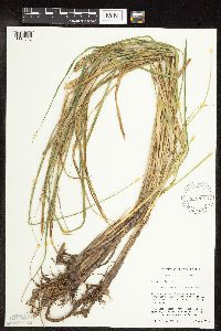 Carex utriculata image