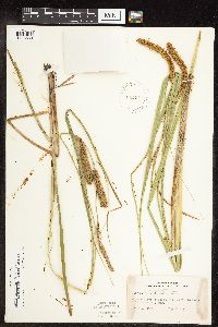 Carex utriculata image