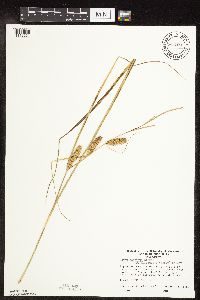 Carex utriculata image