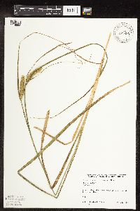 Carex utriculata image